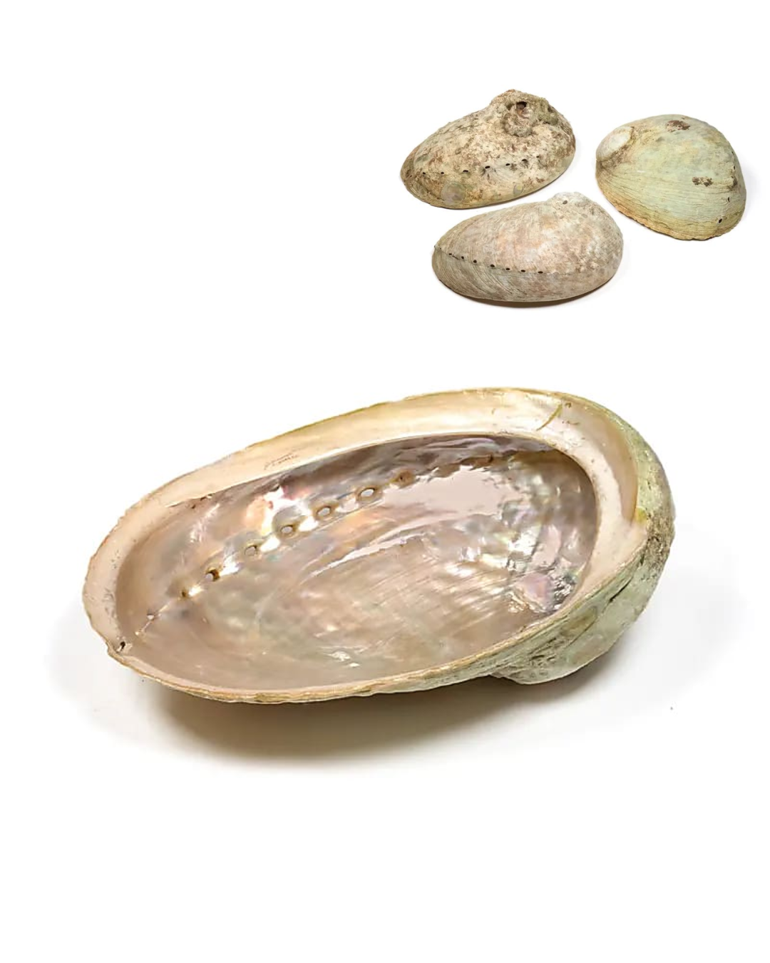 Coquille Ormeau Diversicolor - Taille M