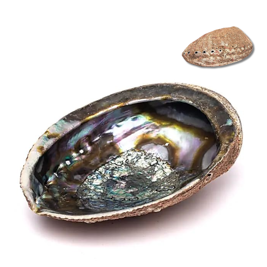 Abalone - Coquille Ormeau Vert (Grand Modèle - 15-17 cm)