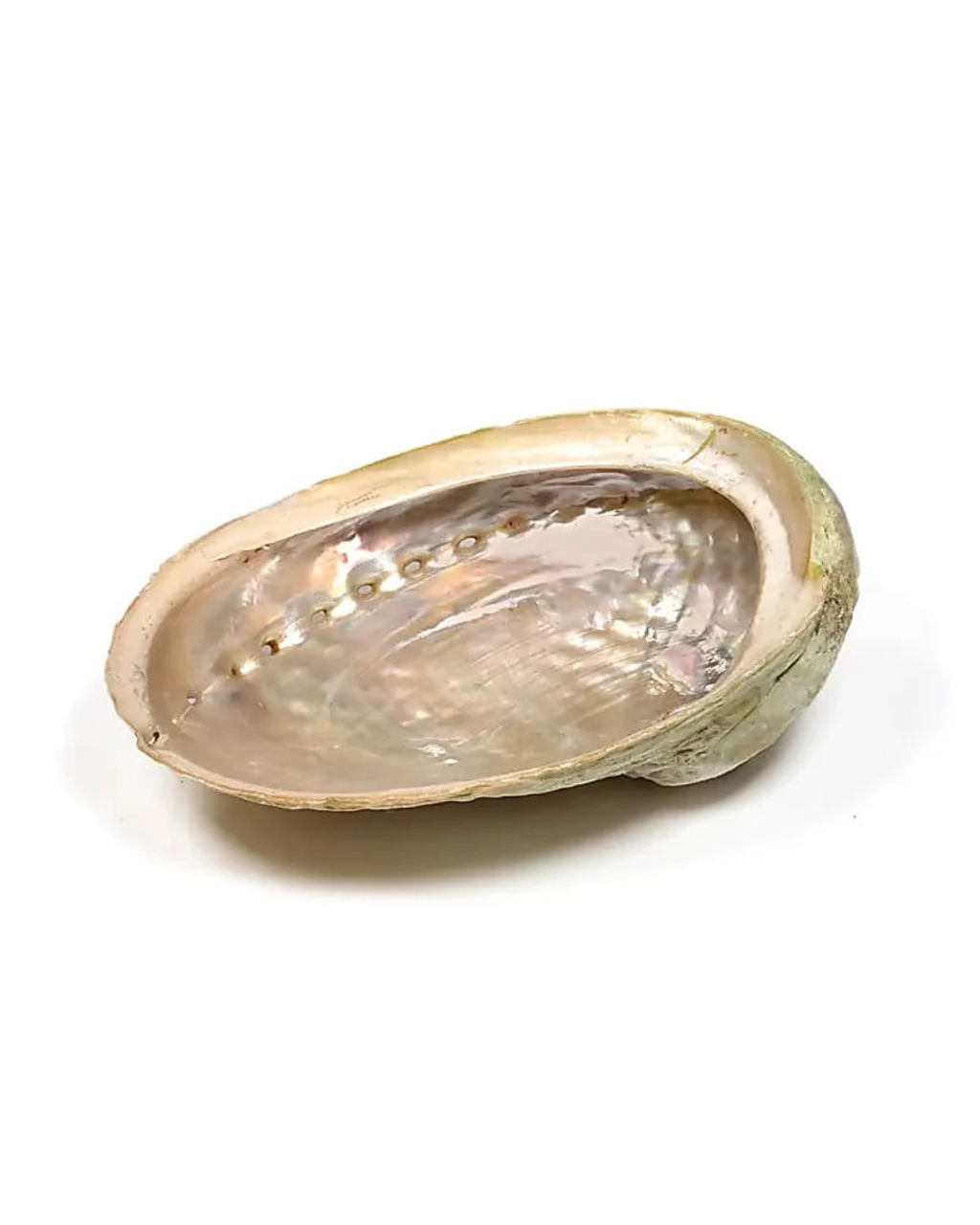 Abalone - Coquille Ormeau Diversicolor (Petit Modèle - 7-11 cm)